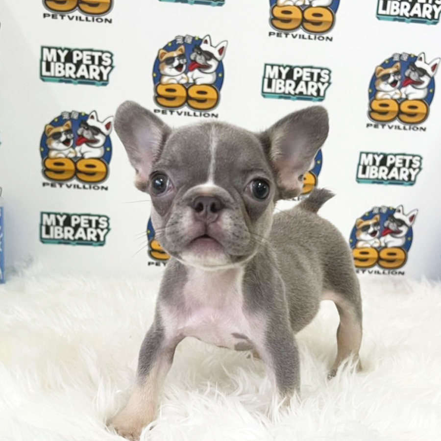 French Bulldog Puppy (Female) For Sale
