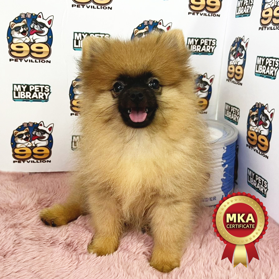 MKA Tiny Pomeranian  Puppy (Female) For Sale