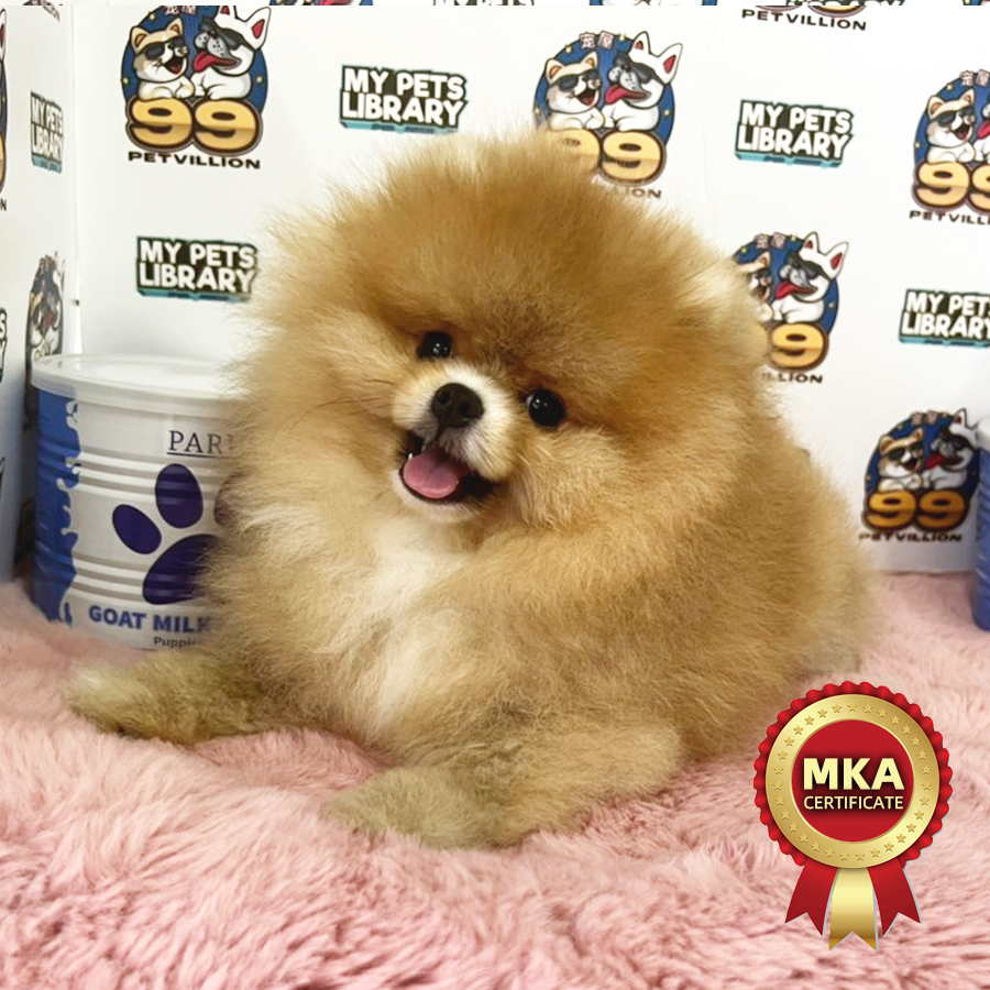 MKA Tiny Pomeranian  Puppy (Male) For Sale