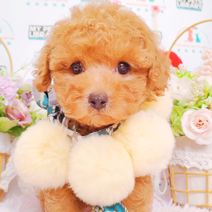 Toy Poodle Puppy (Male) For Sale