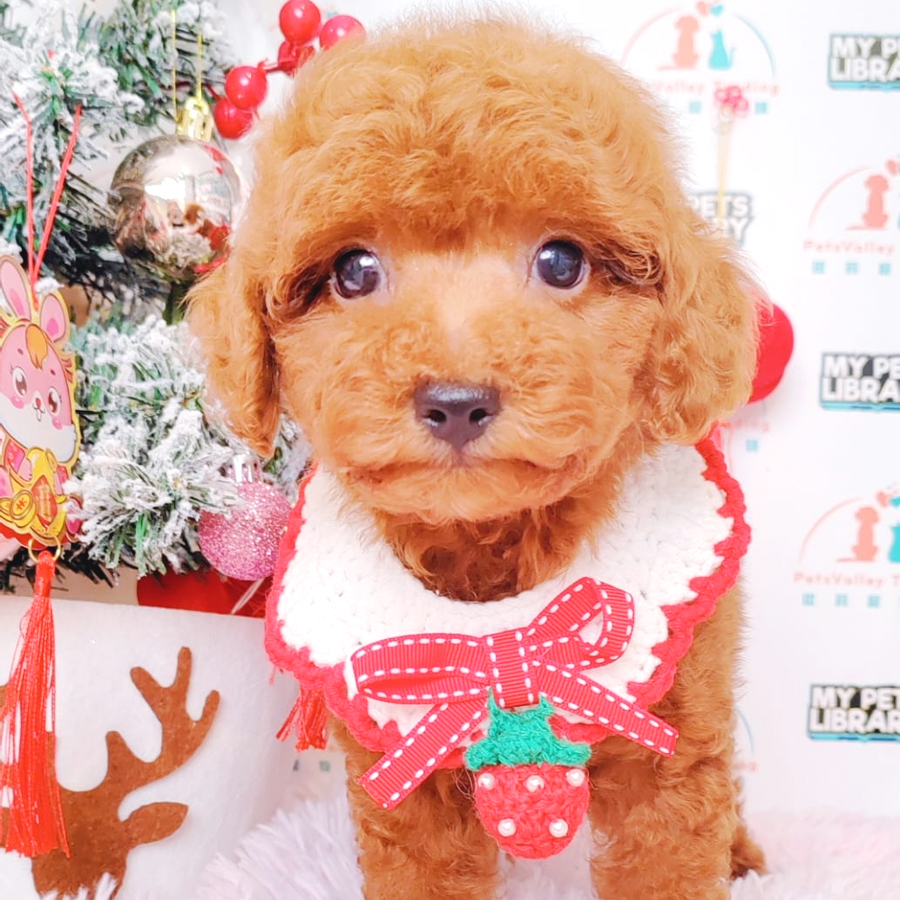 Toy Poodle Puppy (Male) For Sale