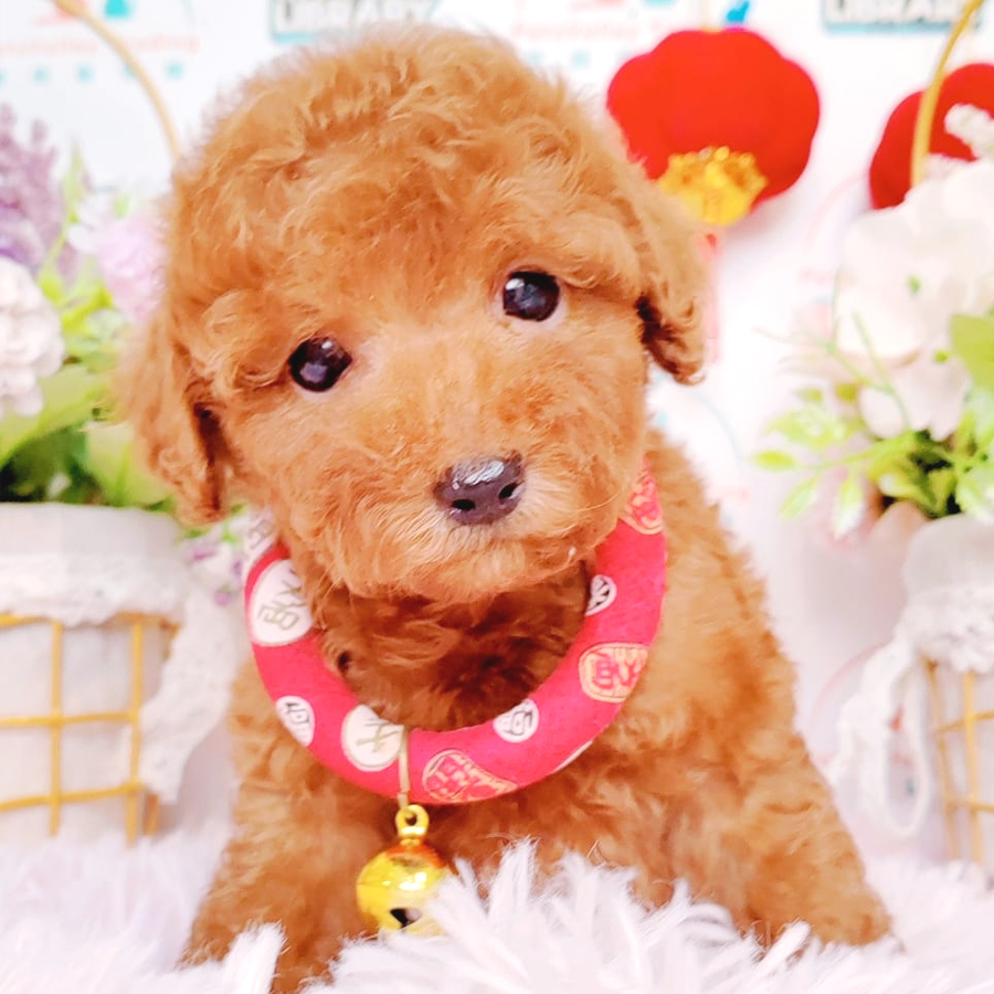 Toy Poodle Puppy (Female) For Sale