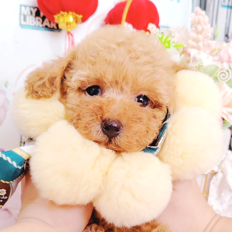 Toy Poodle Puppy (Male) For Sale