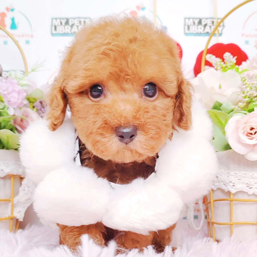 Toy Poodle Puppy (Male) For Sale