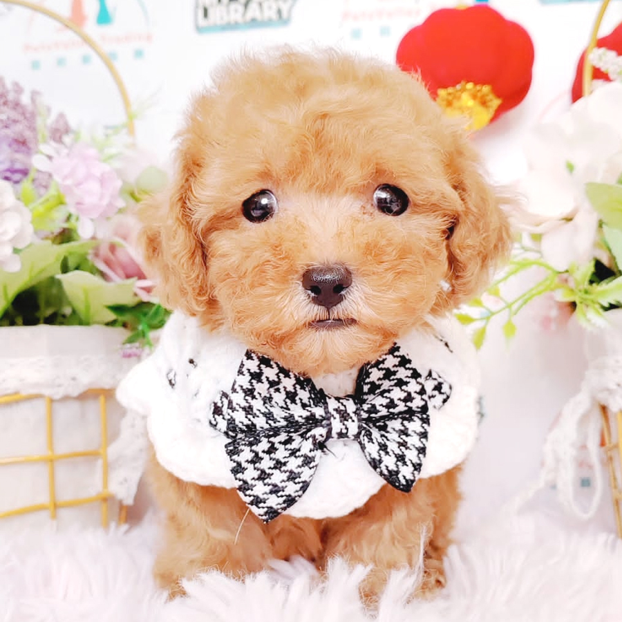 Maltipoo Puppy (Male) For Sale
