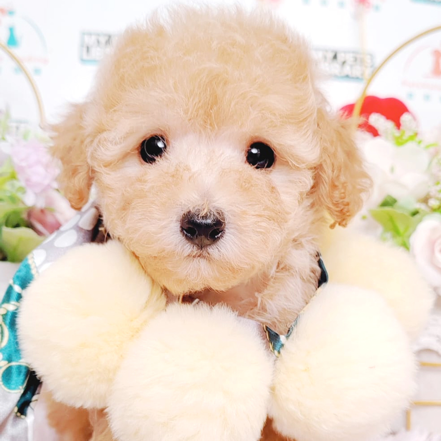 Maltipoo Puppy (Male) For Sale