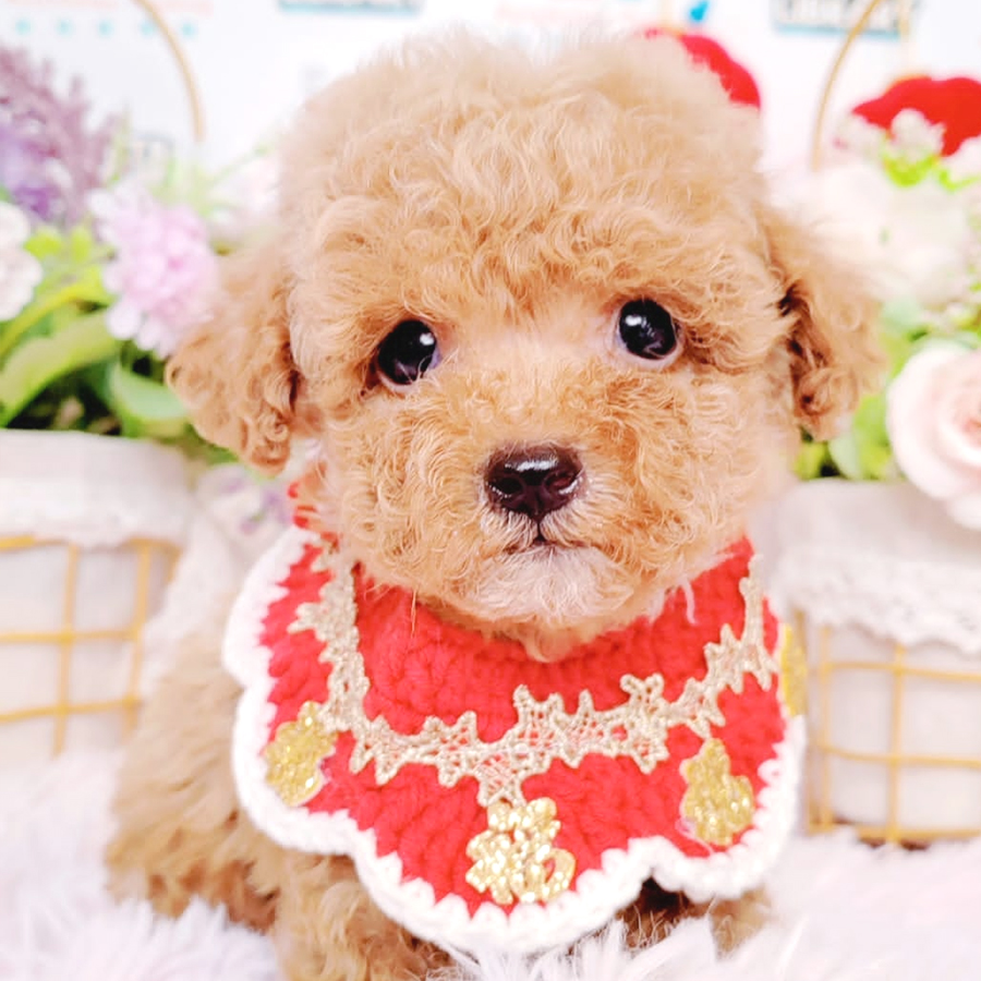 Teacup Poodle Puppy (Male) For Sale