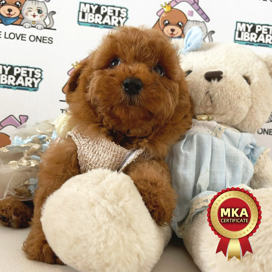 MKA Toy Poodle Puppy (Female) For Sale