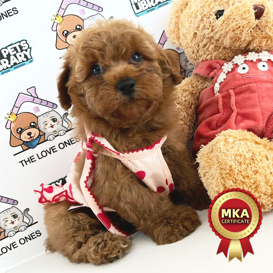 MKA Toy Poodle Puppy (Female) For Sale
