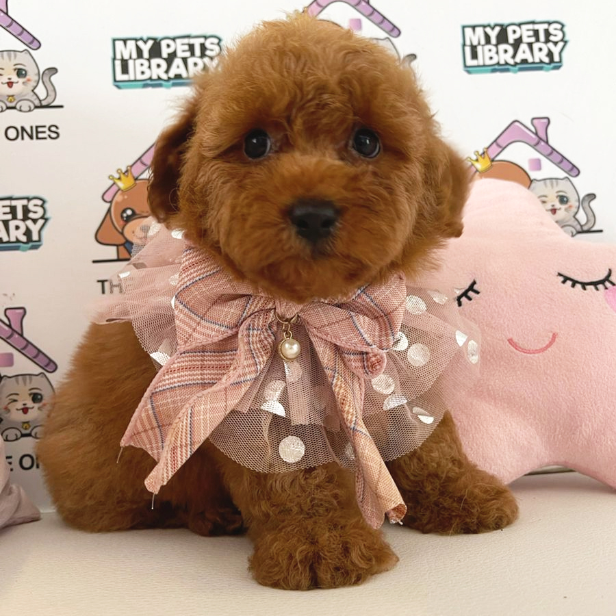 Toy Poodle Puppy (Female) For Sale