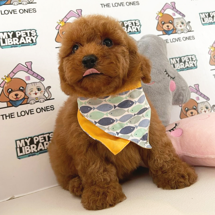 Toy Poodle Puppy (Female) For Sale