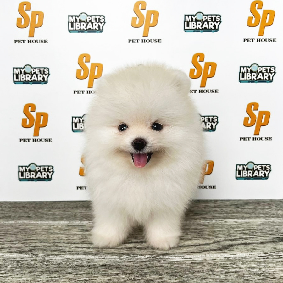 Tiny Pomeranian Puppy (Male) For Sale