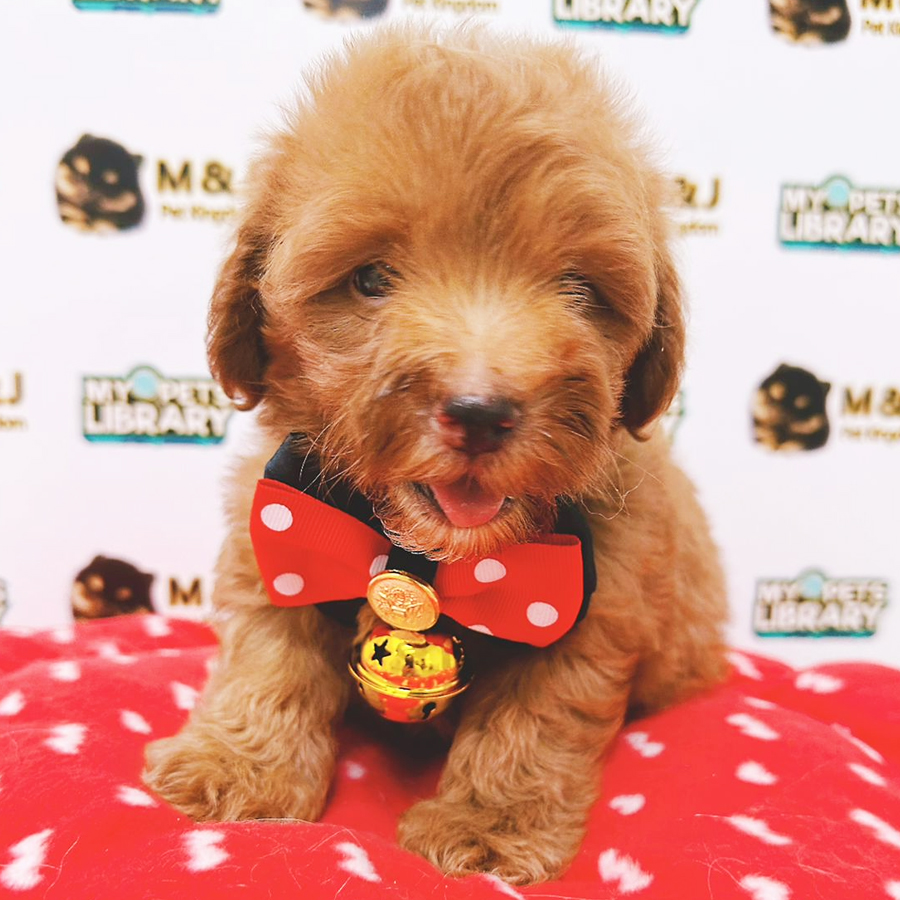 Toy Poodle Puppy (Male) For Sale