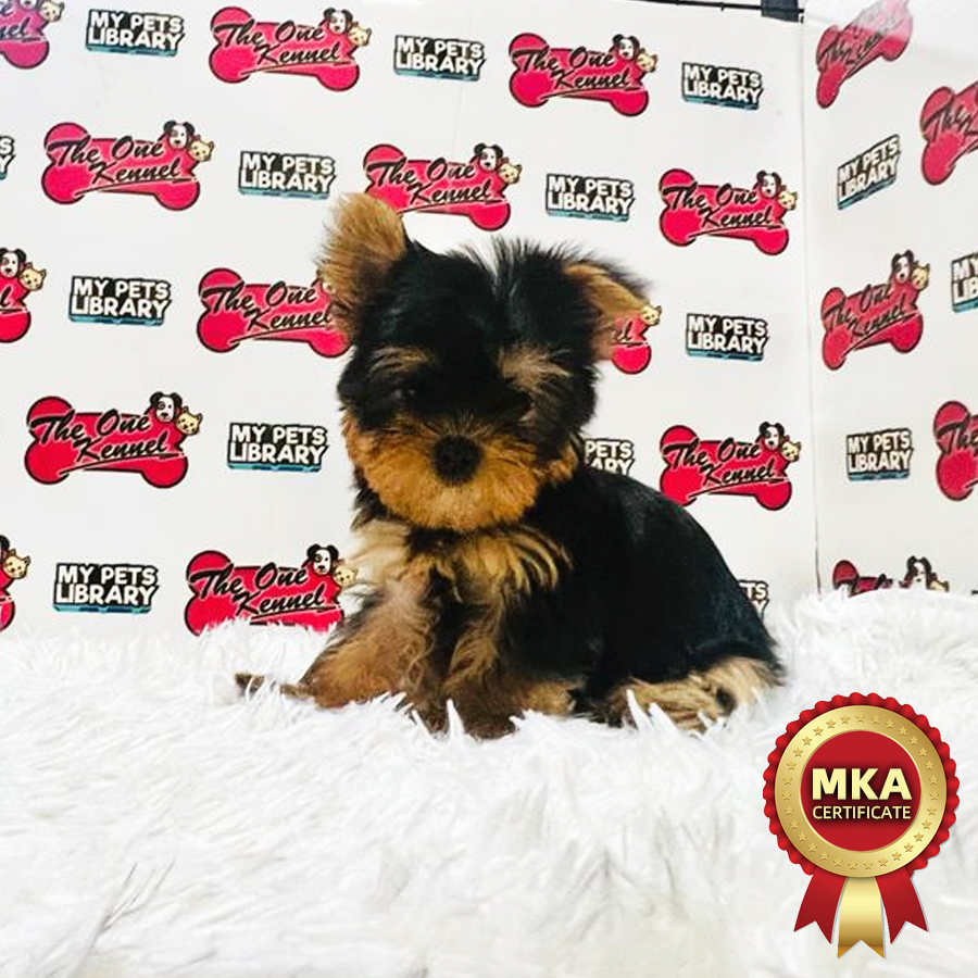 MKA Yorkshire Terrier Puppy (Female) For Sale