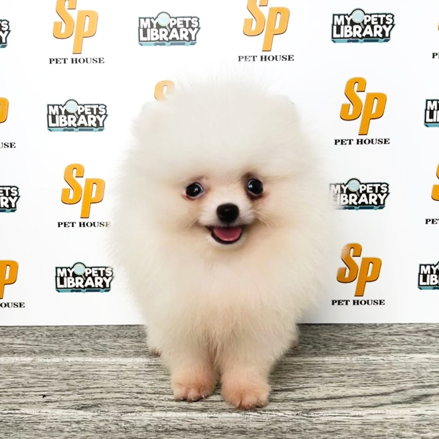 Tiny Pomeranian Puppy (Male) For Sale