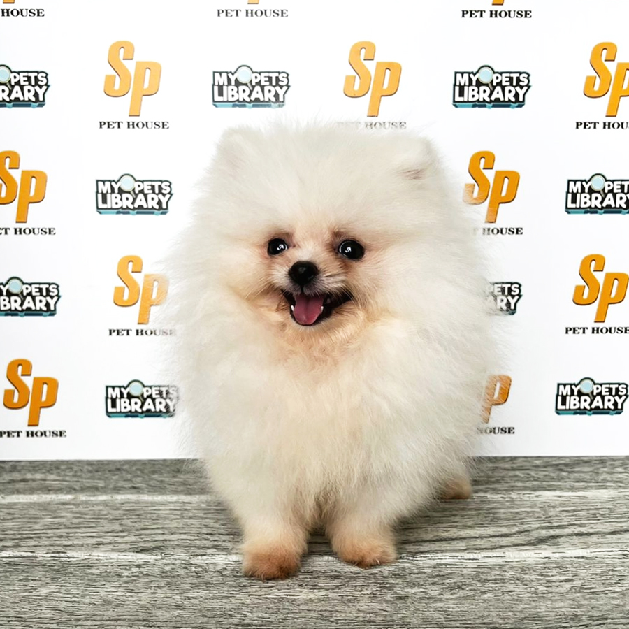 Tiny Pomeranian Puppy (Male) For Sale