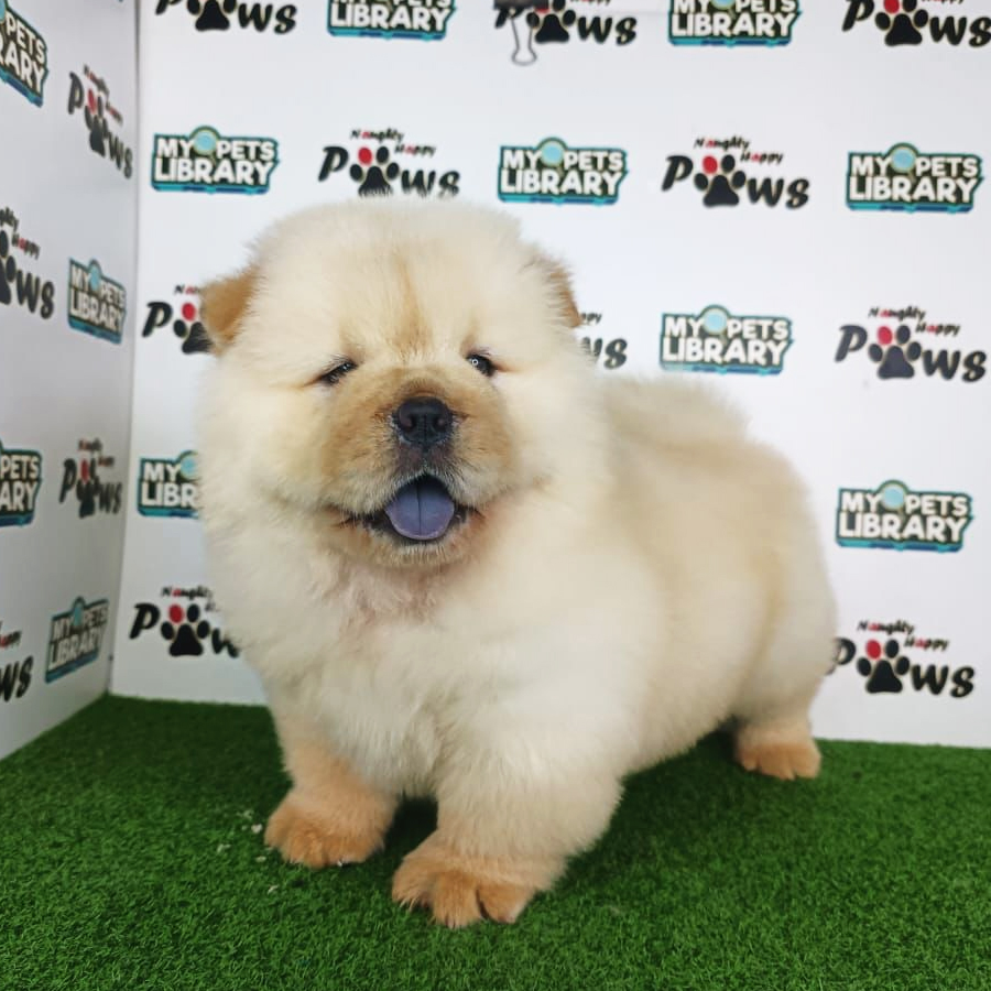 Chow Chow Puppy (Male) For Sale