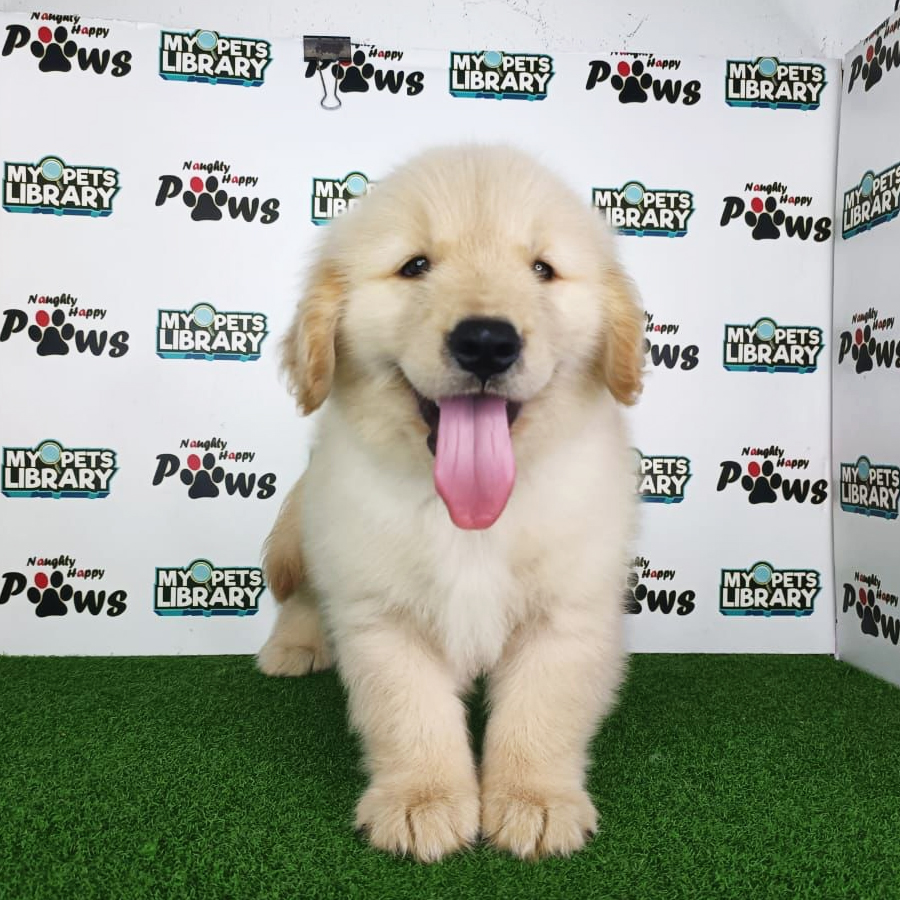 Golden Retriever Puppy (Male) For Sale