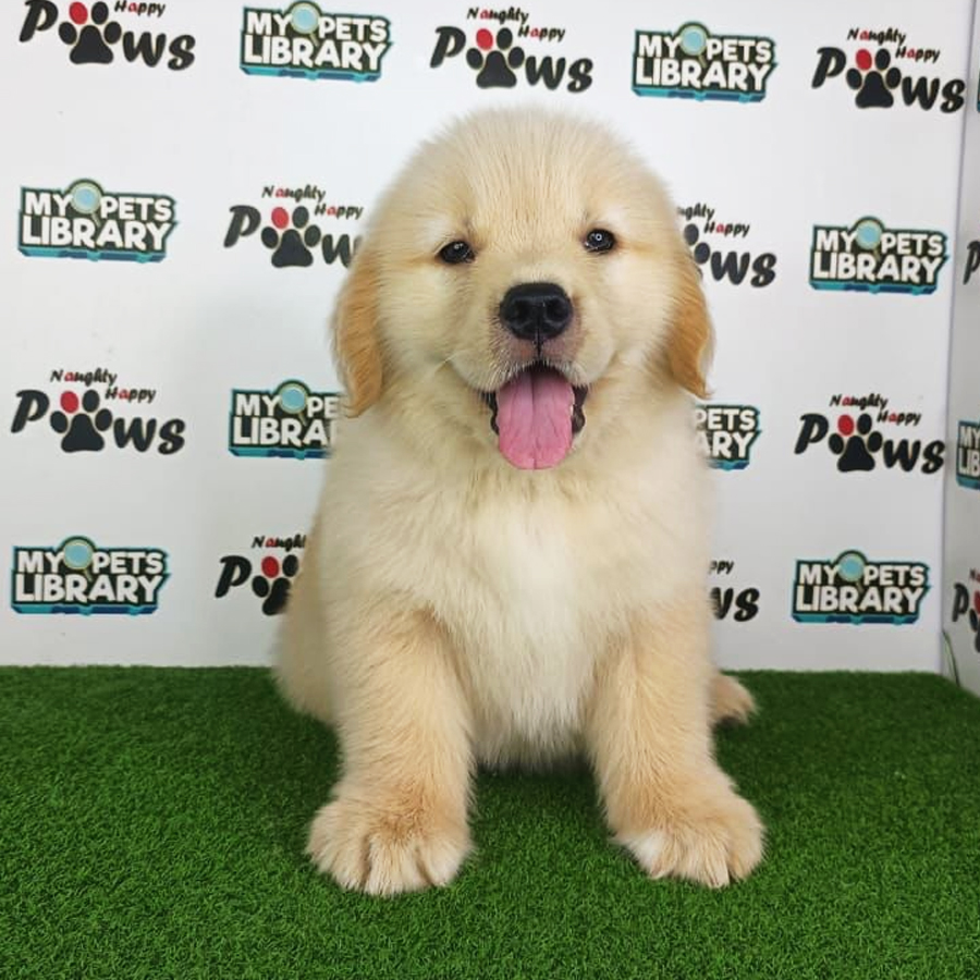 Golden Retriever Puppy (Female) For Sale