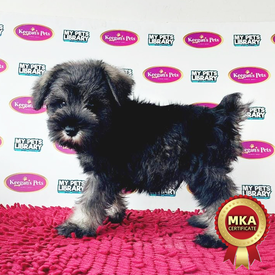 MKA Miniature Schnauzer Puppy (Male) For Sale