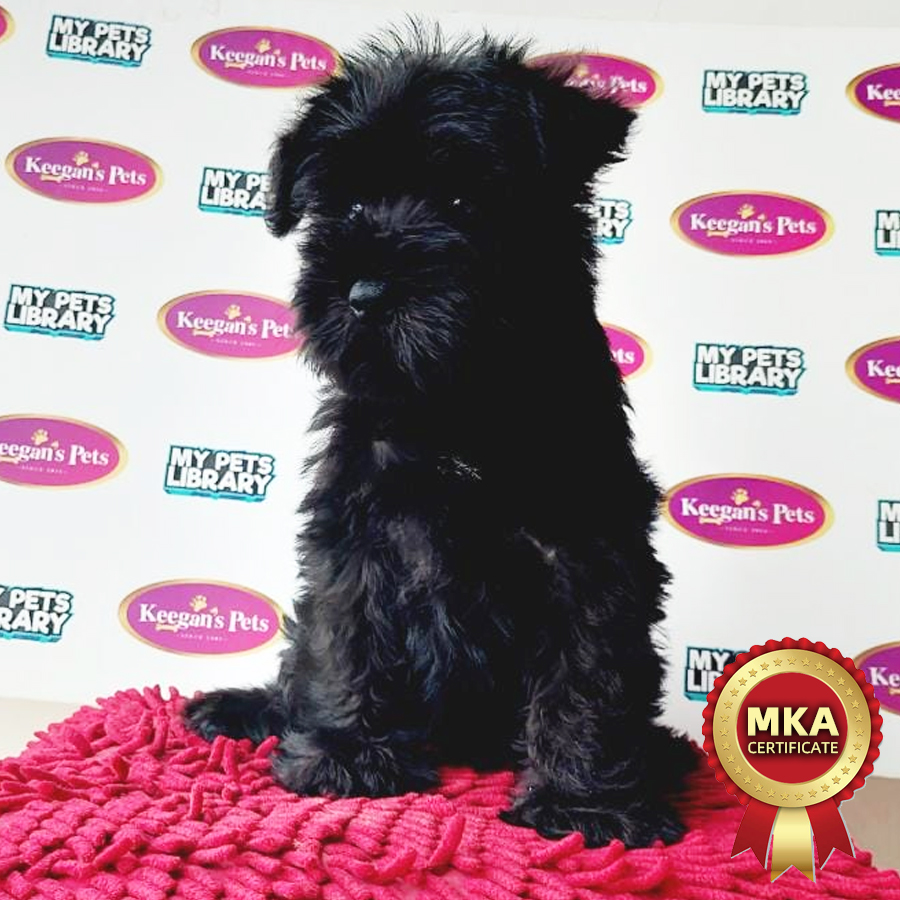 MKA Miniature Schnauzer Puppy (Female) For Sale