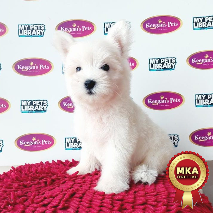 MKA West Highland Terrier Puppy (Female) For Sale