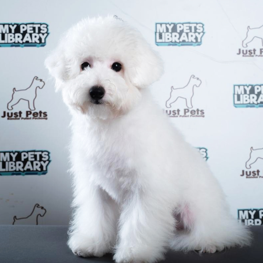 Toy Poodle Puppy (Male) For Sale