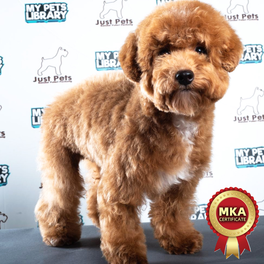 MKA Toy Poodle Puppy (Male) For Sale