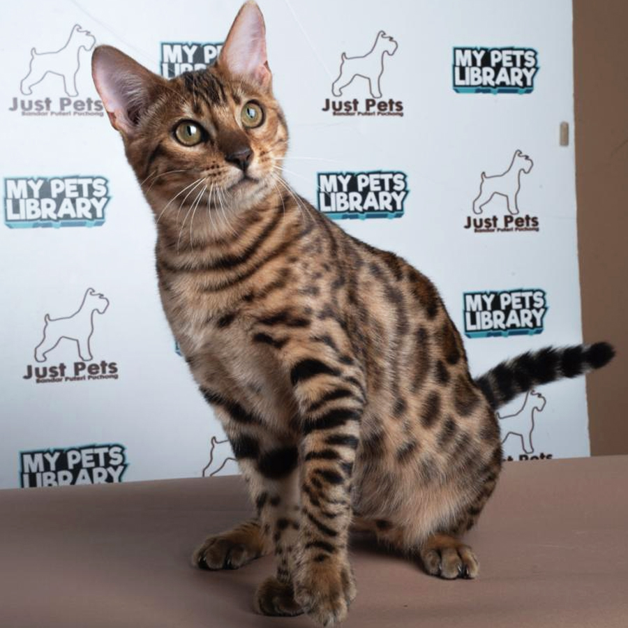 Bengal Kitten (Male) For Sale