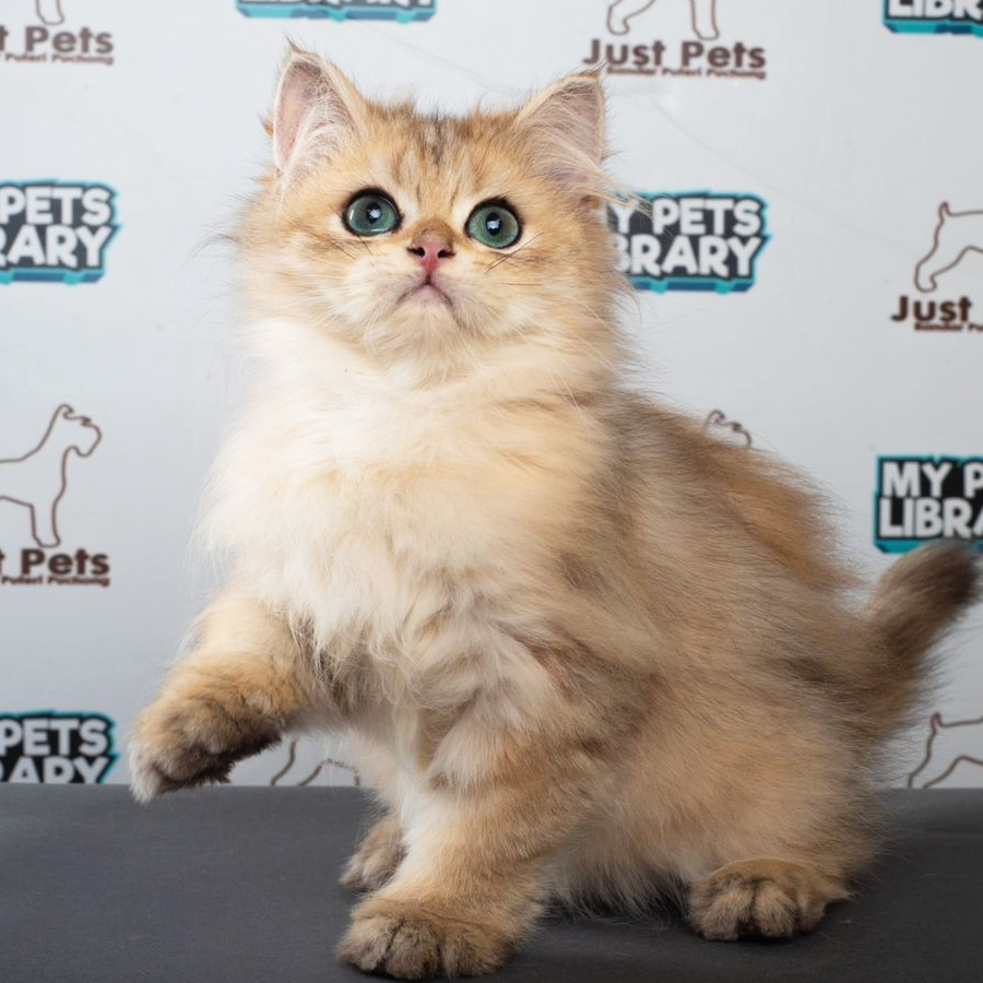 British Longhair Kitten (Male) For Sale