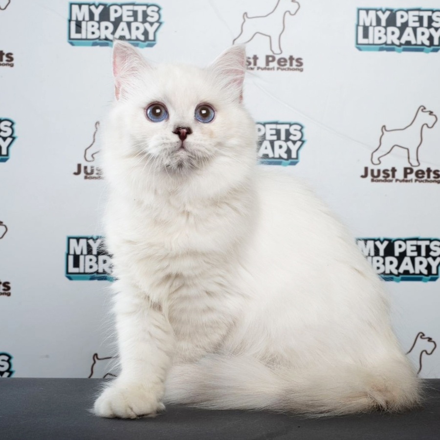 British Longhair Kitten (Female) For Sale