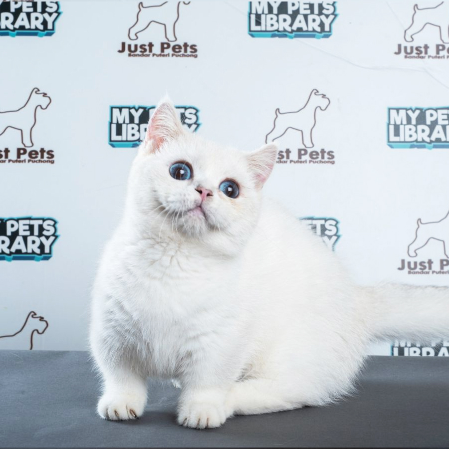 Munchkin British Shorthair Kitten (Female) For Sale