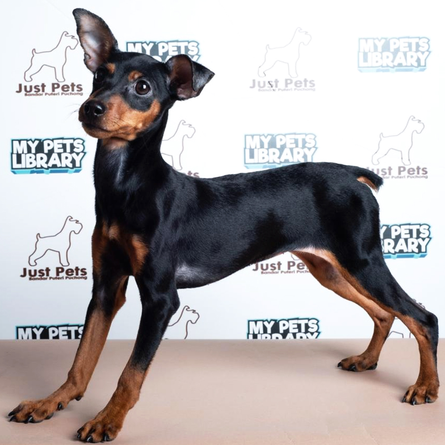 Miniature Pinscher Puppy (Female) For Sale