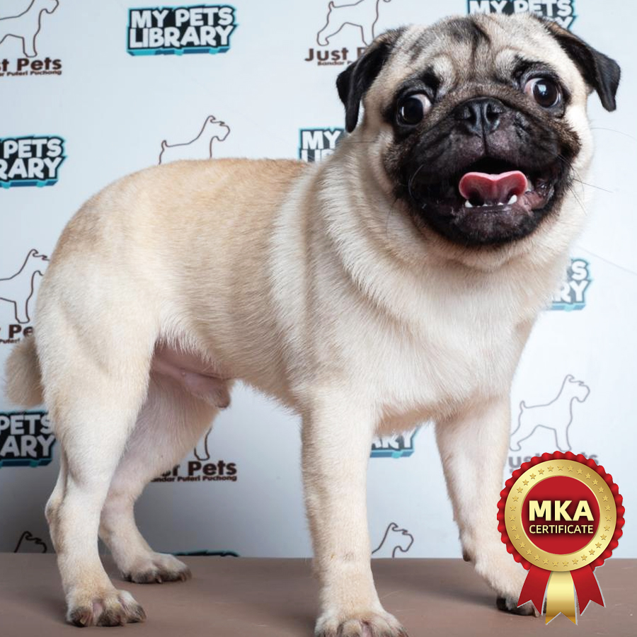 MKA Pug Puppy (Male) For Sale