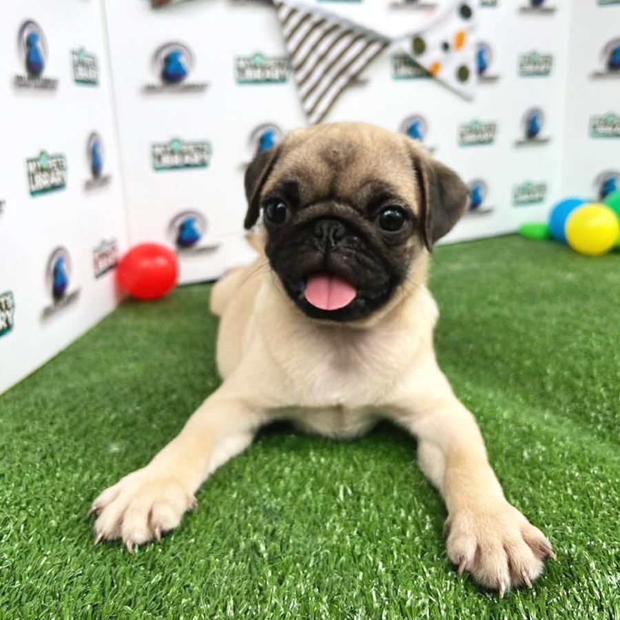 Pug Puppy (Female) For Sale