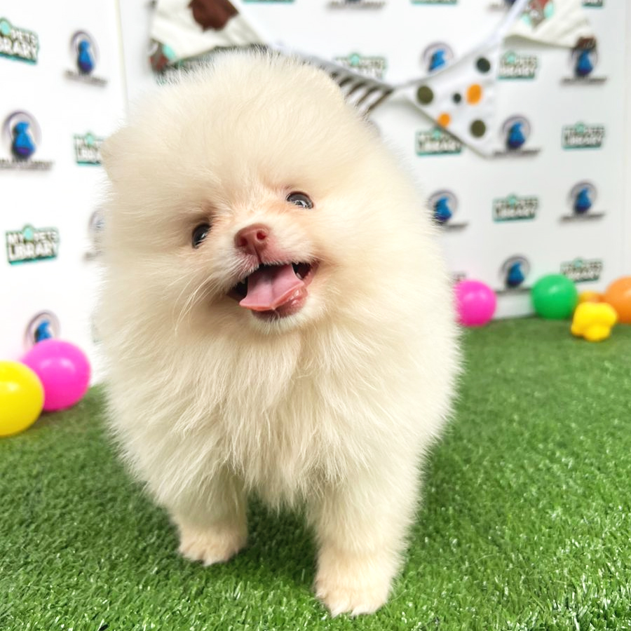 Pomeranian Puppy (Male) For Sale