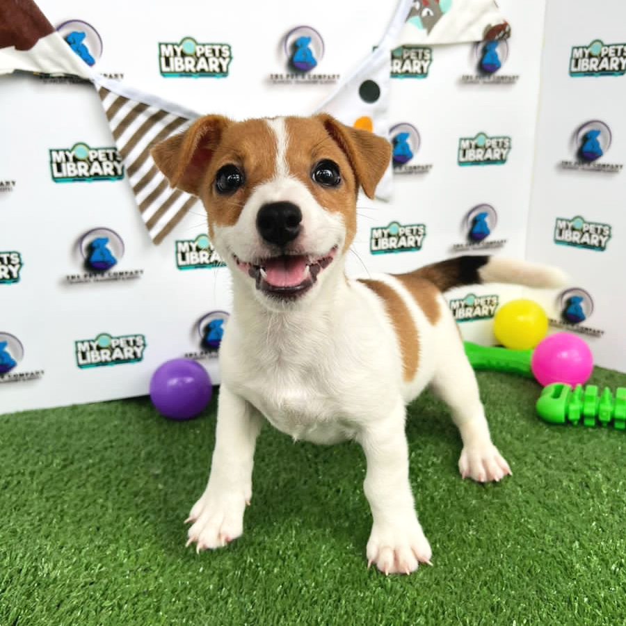 Jack Russell Puppy (Female) For Sale