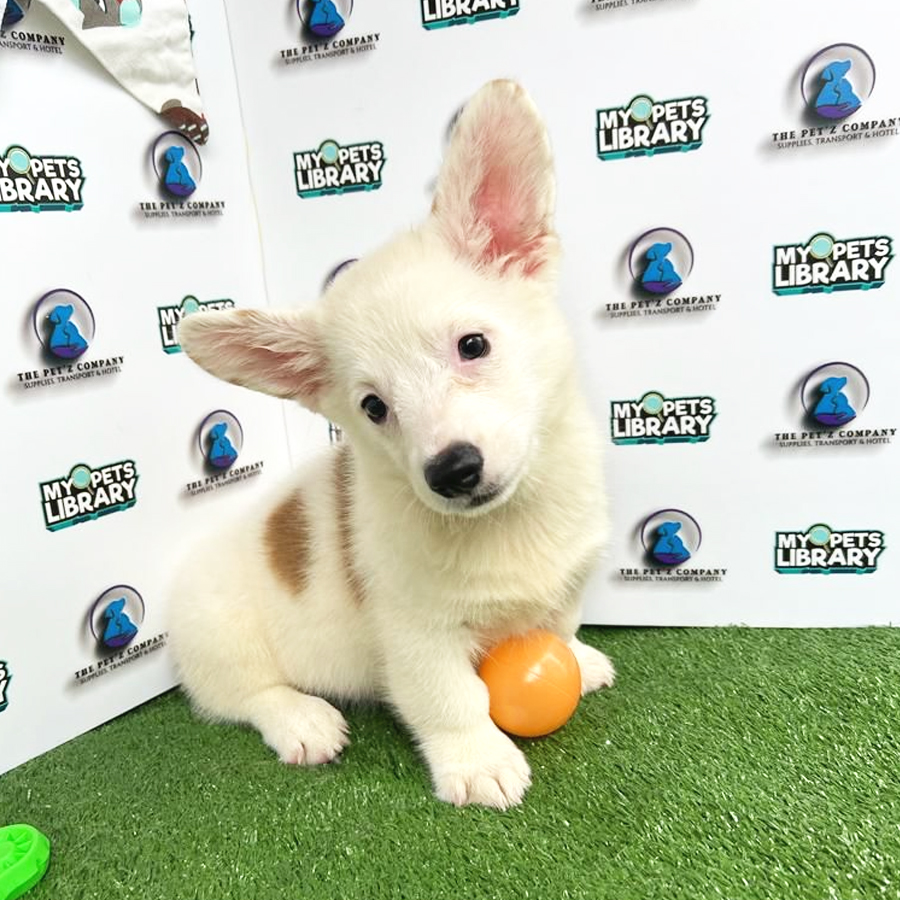 Longcoat Welsh Corgi Puppy (Male) For Sale