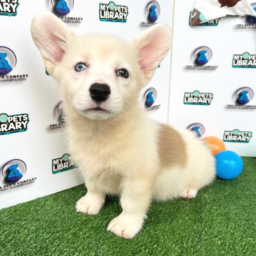 Welsh Corgi Puppy (Female) For Sale