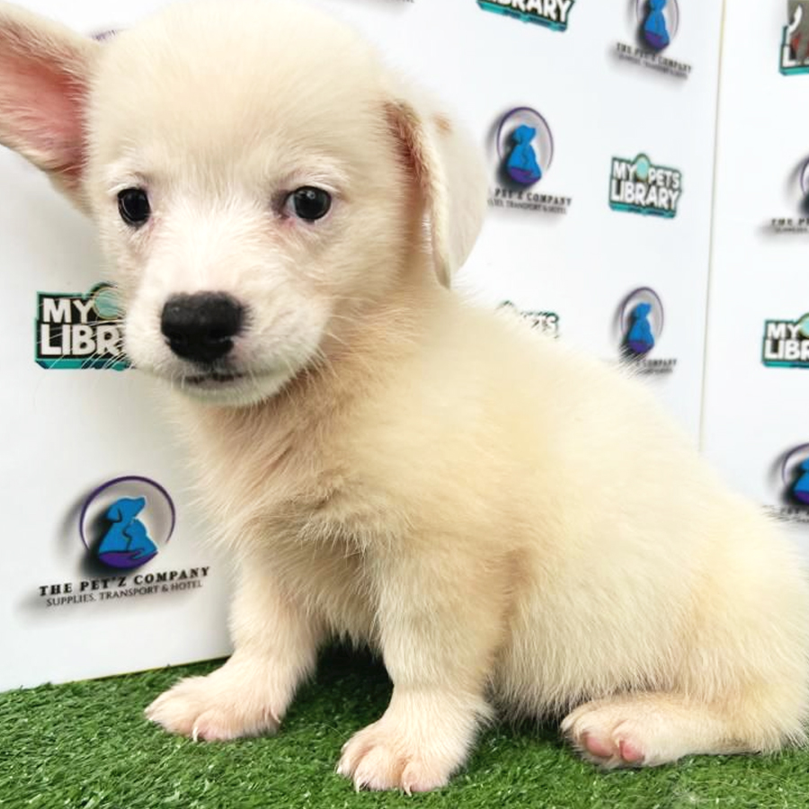 Welsh Corgi Puppy (Male) For Sale