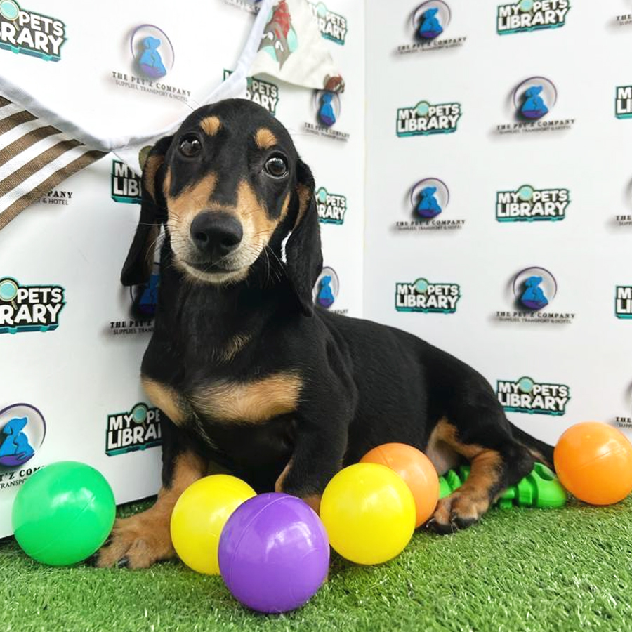 Dachshund Puppy (Male) For Sale