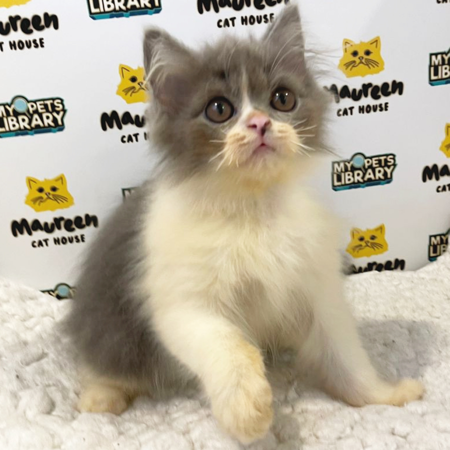 British Longhair Kitten (Male) For Sale