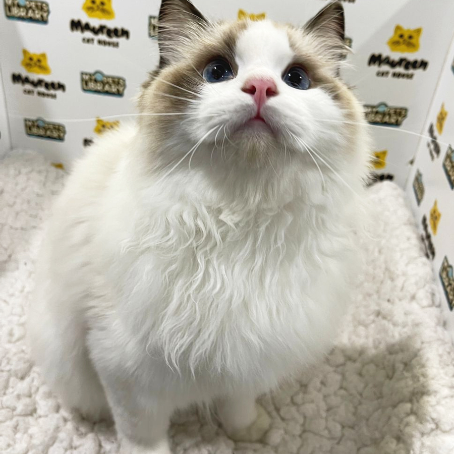 CFA Ragdoll Kitten (Male) For Sale