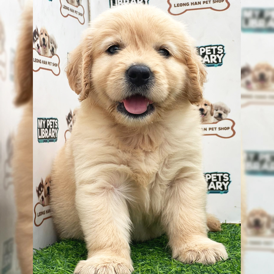 Golden Retriever Puppy (Female) For Sale