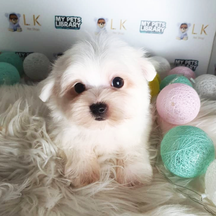 Maltese Puppy (Male) For Sale
