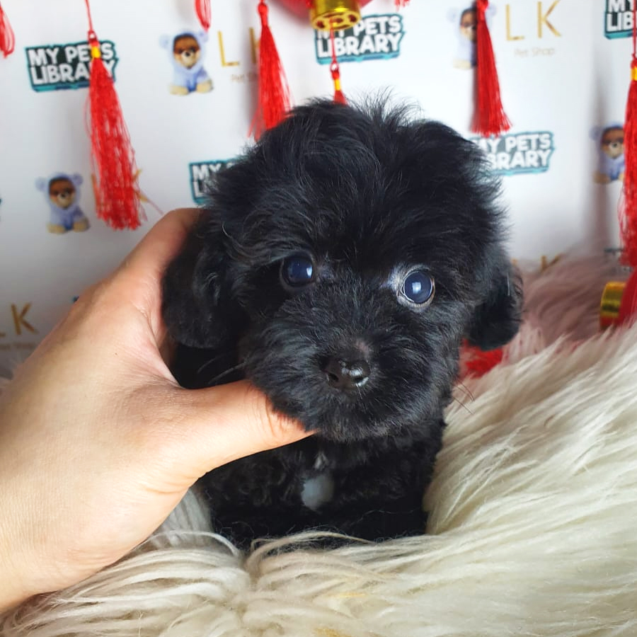 Toy Poodle Puppy (Female) For Sale