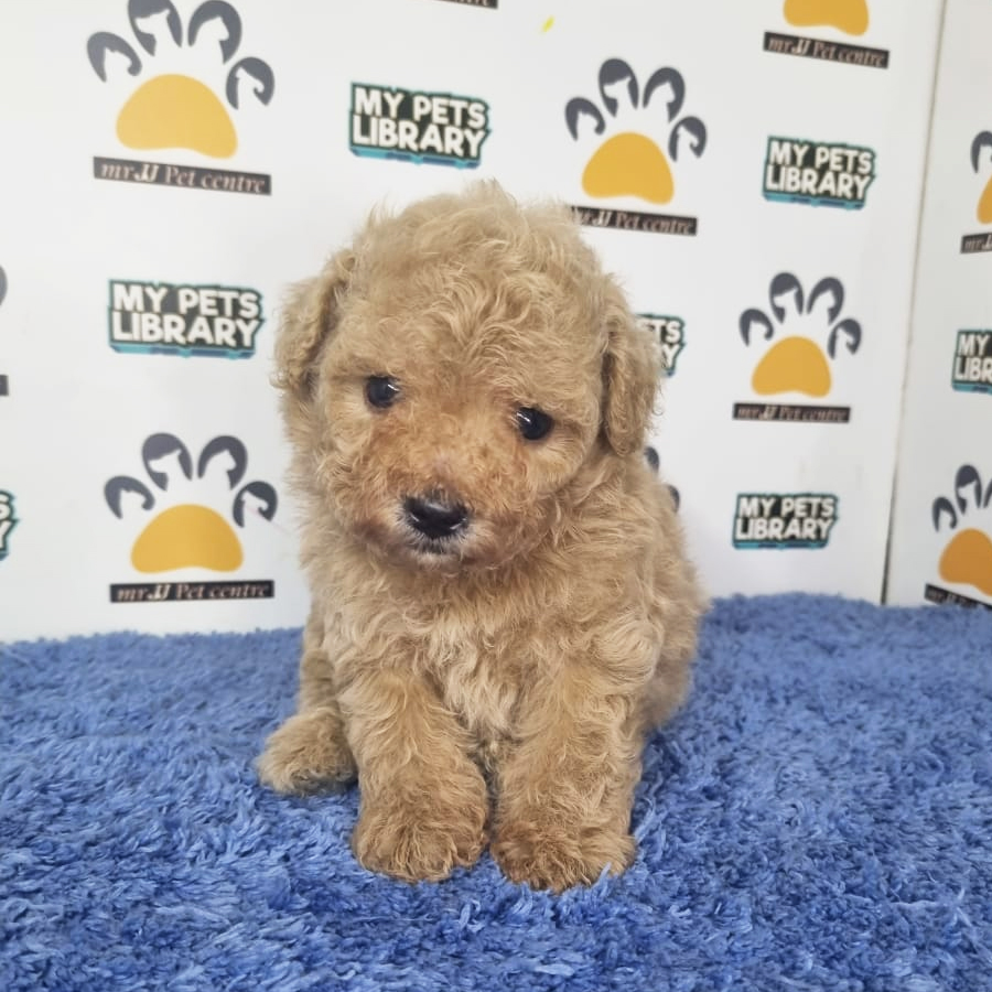 Tiny Poodle Puppy (Male) For Sale