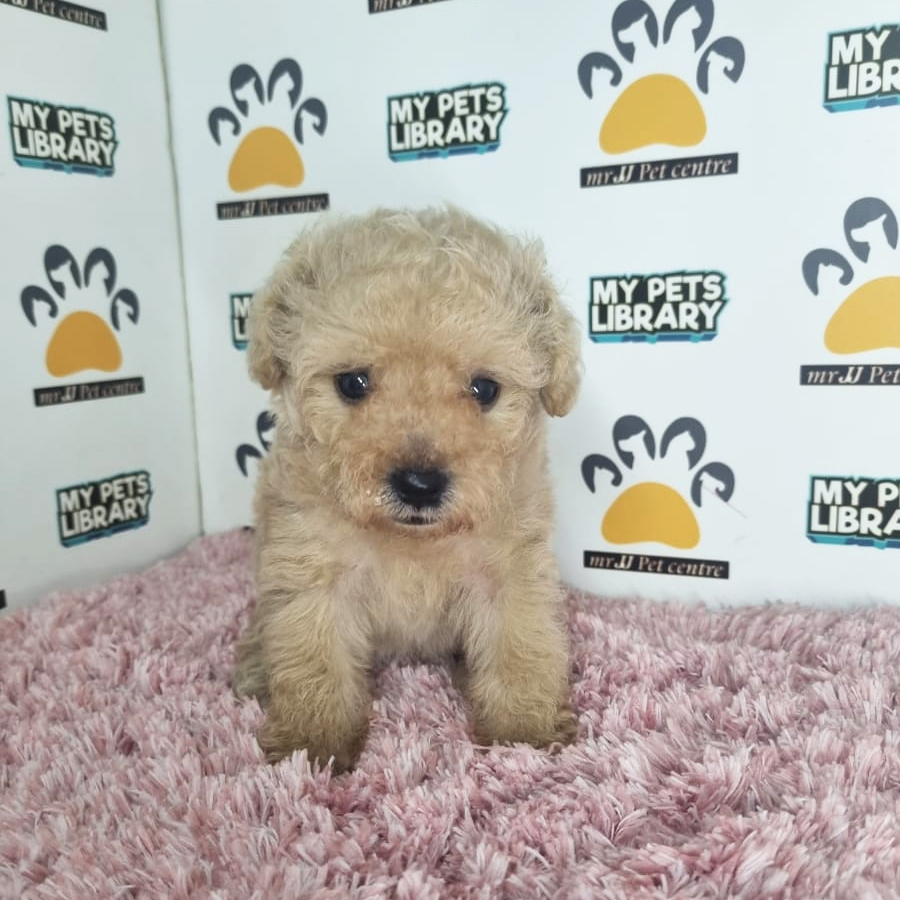 Tiny Poodle Puppy (Female) For Sale