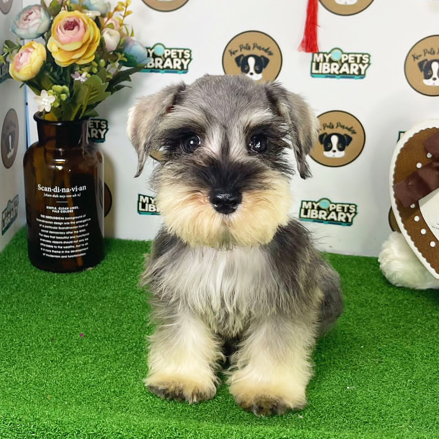 Schnauzer Puppy (Male) For Sale