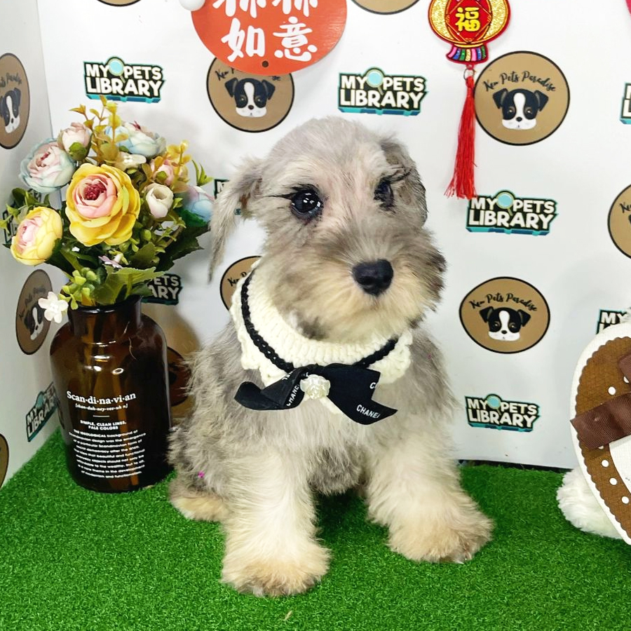 Schnauzer Puppy (Male) For Sale